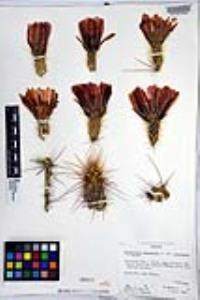 Echinocereus engelmannii image