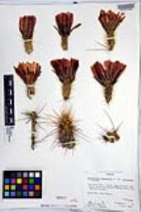 Echinocereus engelmannii var. acicularis image