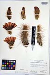 Echinocereus engelmannii image