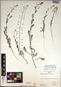Descurainia pinnata subsp. halictorum image