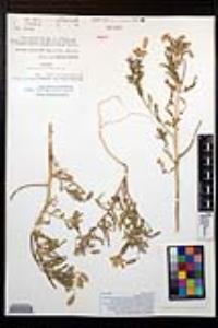 Oenothera arizonica image