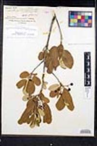 Frangula californica image