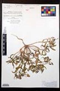 Oenothera californica image