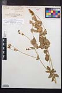 Drymocallis glandulosa var. reflexa image