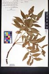 Bursera penicillata image