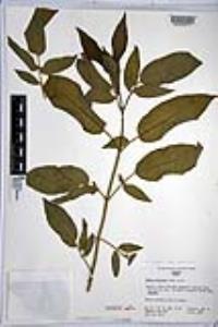 Sambucus cerulea image