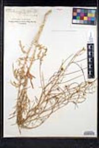 Sisymbrium altissimum image