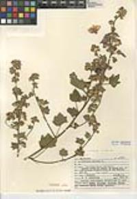 Malva arborea image