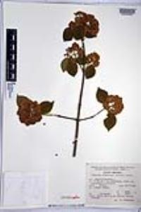 Viburnum stenocalyx image