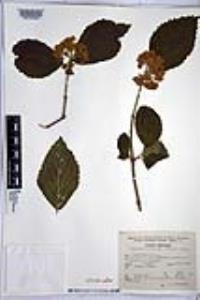 Viburnum stenocalyx image