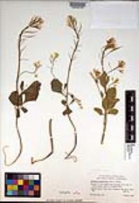 Cardamine californica image