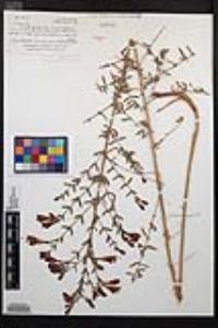 Epilobium canum image