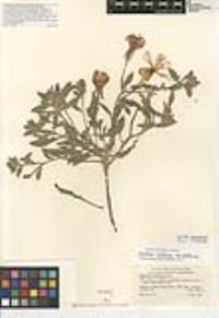 Oenothera californica image