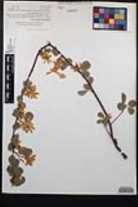 Amelanchier utahensis image