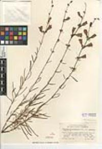 Penstemon heterophyllus var. australis image
