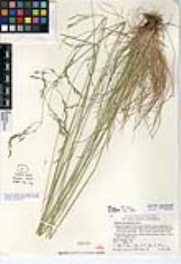 Festuca occidentalis image