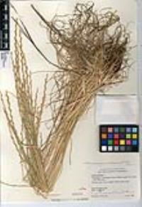 Festuca perennis image