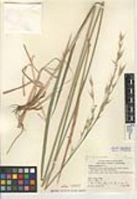 Bromus carinatus var. carinatus image