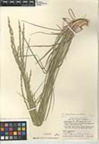 Elymus glaucus subsp. glaucus image