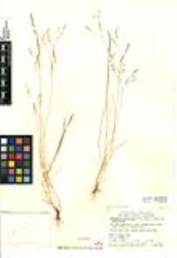 Deschampsia danthonioides image