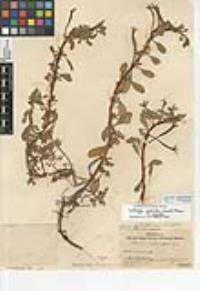 Ludwigia peploides subsp. peploides image