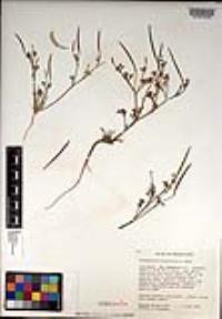 Eschscholzia minutiflora image