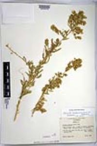 Atriplex canescens var. canescens image