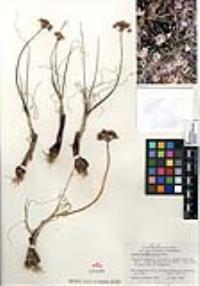 Allium haematochiton image