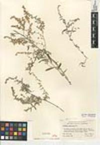 Artemisia ludoviciana subsp. ludoviciana image