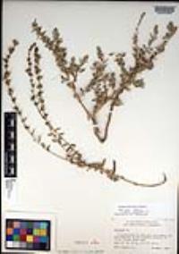 Atriplex glauca image