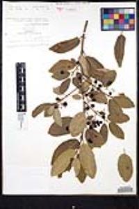 Frangula californica image