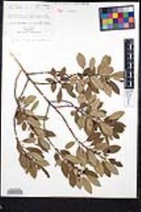 Frangula californica image