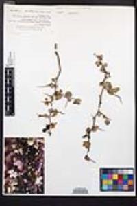 Prunus fremontii image