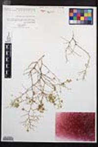 Fagonia laevis image
