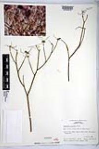 Euphorbia eriantha image