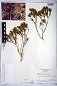 Peucephyllum schottii image