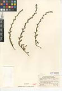 Triodanis perfoliata var. biflora image