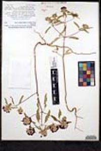 Monardella breweri var. lanceolata image