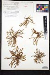 Plagiobothrys acanthocarpus image