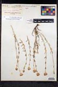 Monardella linoides image