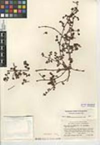Chorizanthe procumbens image