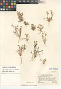 Claytonia exigua image