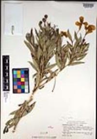 Dendromecon rigida image