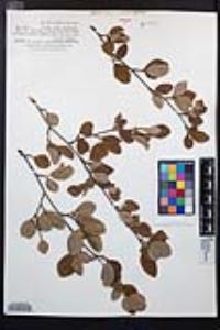 Cercocarpus betuloides image