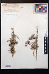 Senegalia greggii image