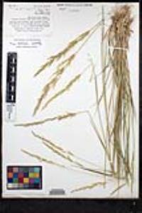 Agrostis exarata image