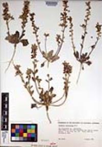 Dithyrea californica image