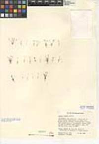 Juncus tiehmii image