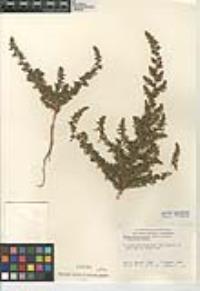 Bassia hyssopifolia image