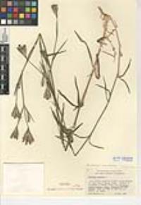 Dianthus armeria subsp. armeria image